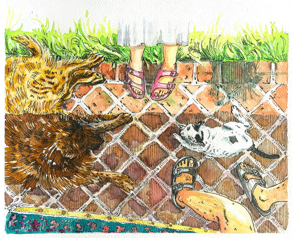 Cats on tiled floor illustration from Babak and Sangak by Afshin Mayabadi